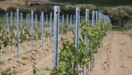 INFLUENCE DES CEPAGES SUR LES PIQUETS DE PALISSAGE